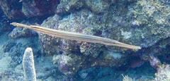 Aulostomus maculatus
