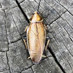 Pseudophyllodromiinae