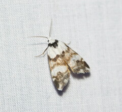 Thallarcha albicollis