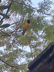 Oriolus xanthornus
