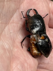 Lucanidae