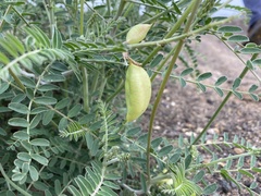 Astragalus trichopodus