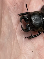 Lucanidae