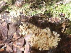 Artomyces pyxidatus