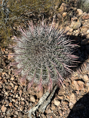Ferocactus cylindraceus