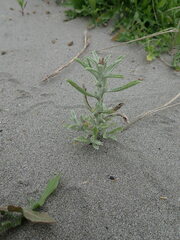 Gamochaeta americana