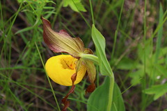Cypripedium parviflorum pubescens