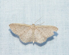 Idaea costaria