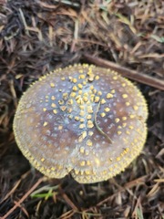 Amanita augusta
