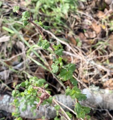 Ribes californicum