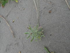 Gamochaeta americana