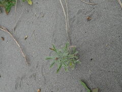 Gamochaeta americana