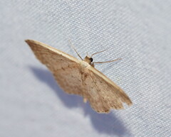 Idaea costaria