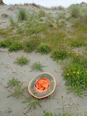 Gamochaeta americana