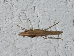 Copiphorini