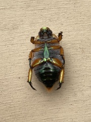 Anoplognathus viriditarsis