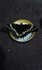 Papilio scamander