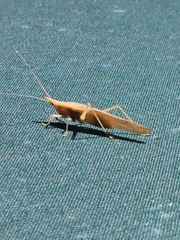Copiphorini