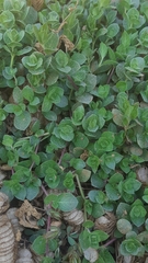 Hygrophila serpyllum