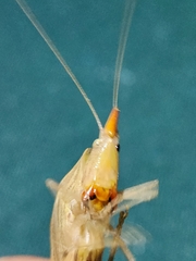 Copiphorini
