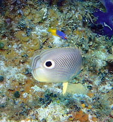 Bodianus rufus