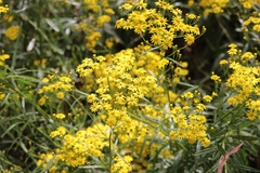 Senecio linearifolius