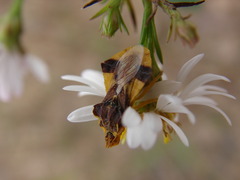 Phymata americana americana