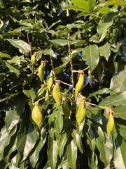Ormosia pinnata