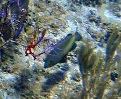 Cephalopholis fulva