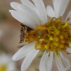 Phymata americana americana
