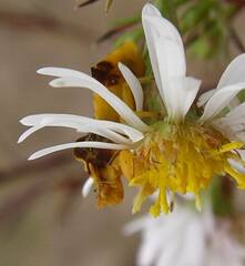 Phymata americana americana