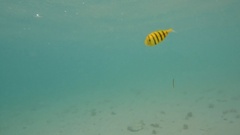 Gnathanodon speciosus