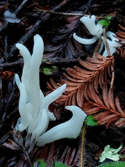 Clavaria