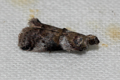 Conobathra hemichlaena