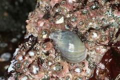 Buccinum baerii