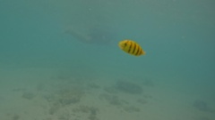 Gnathanodon speciosus
