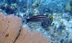 Scarus taeniopterus