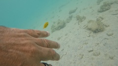 Gnathanodon speciosus
