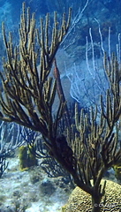 Aulostomus maculatus