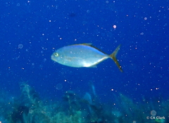 Caranx ruber