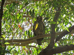 Ninox strenua