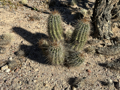 Echinocereus engelmannii fasciculatus