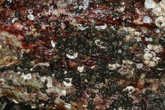 Gnorimosphaeroma oregonense