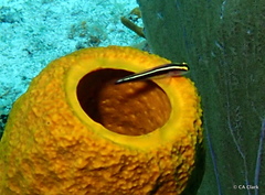 Elacatinus centralis