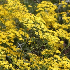 Senecio linearifolius