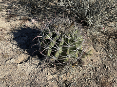 Ferocactus emoryi emoryi