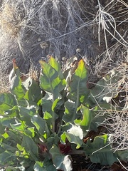 Rumex hymenosepalus