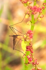 Limoniidae