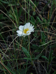 Dryas viscosa