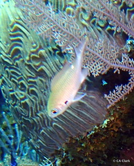 Azurina multilineata